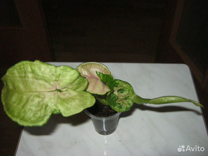 Сингониумы сортовые