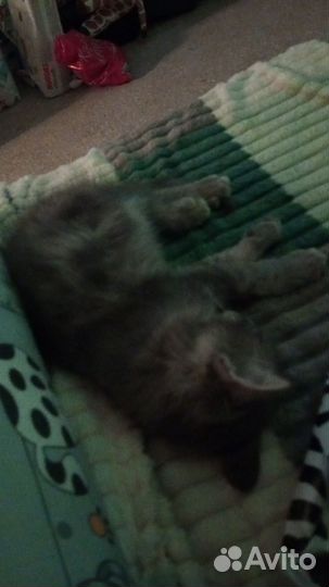 Отдам котенка в добрые руки