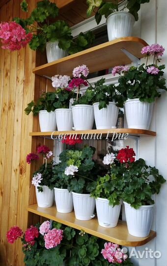 Герань пеларгония