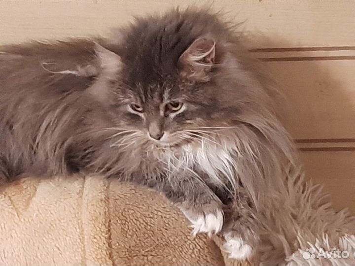 Милая кошечка Розана ищет дом