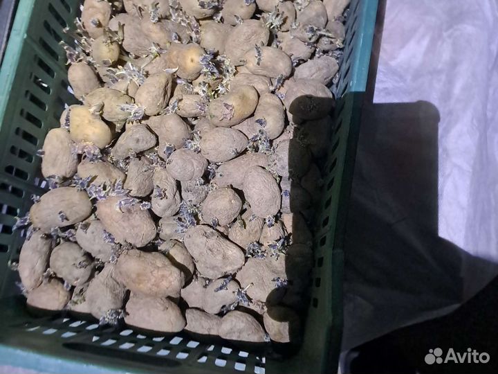 Семенной картофель