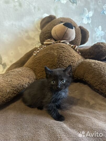 Котята ищут дом