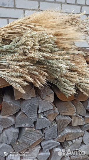 Колосья пшеницы