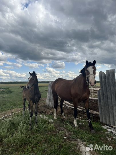 Кобылы с жеребенком