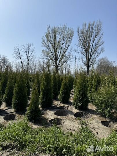 Туя Смарагд