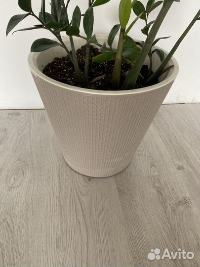 Замиокулькас большой