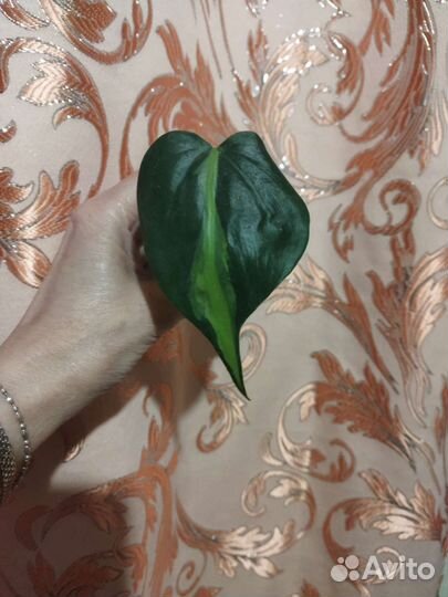 Сингониум, эппипремнум, бегония