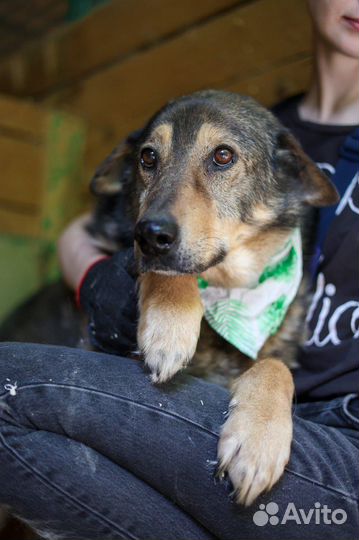 Подари дом брошенной собаке