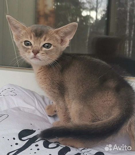 Абиссинская