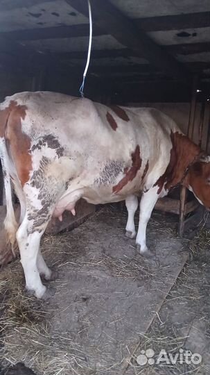 Корова дойная порода Сементал