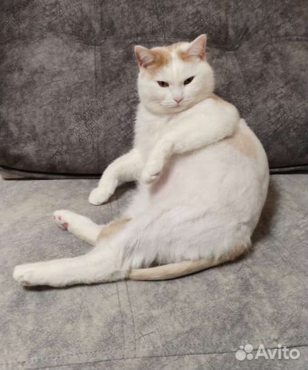 Белый котик в добрые руки