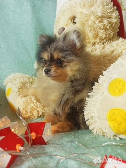 Померанский шпиц мини щенок