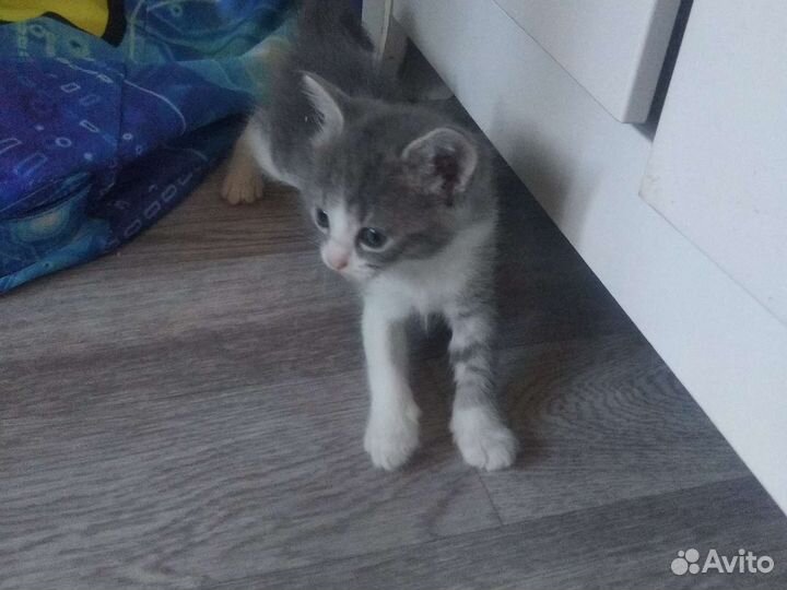 Кот- котёнок