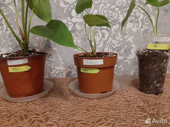 Антуриум Колорадо