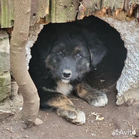 Щенки выживают на улице