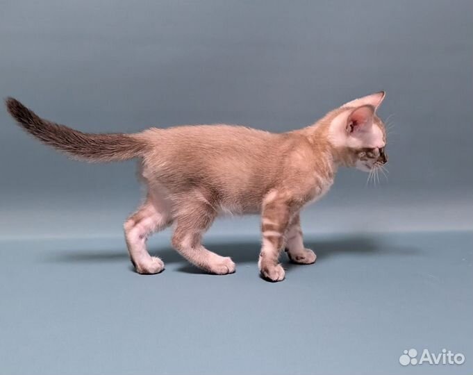 Бенгальский котенок
