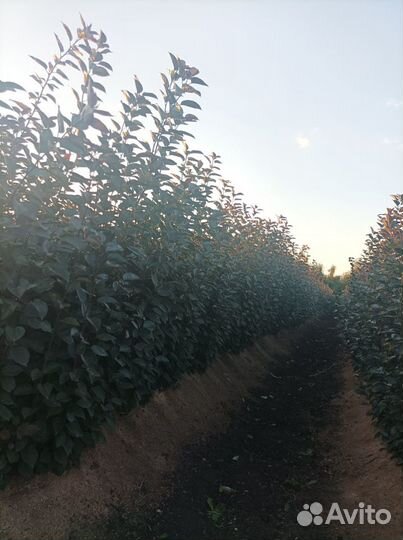 Подвой яблоня