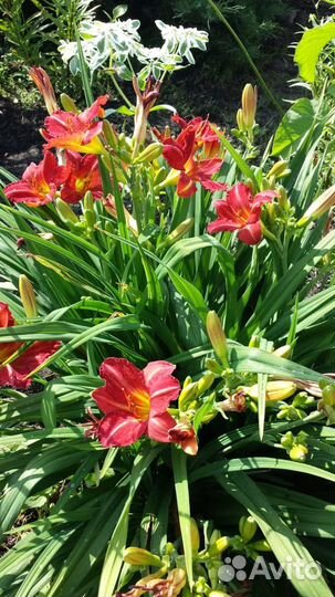 Лилейники сортовые