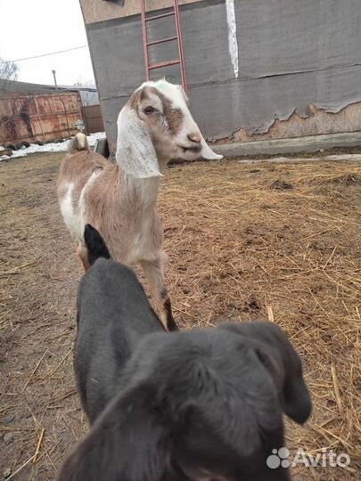 Англо нубийские козлята