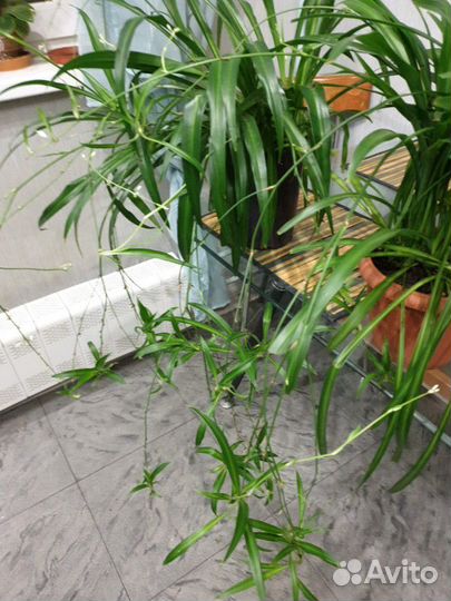 Хлорофитум хохлатый