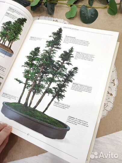 Книга про бонсай на английском языке