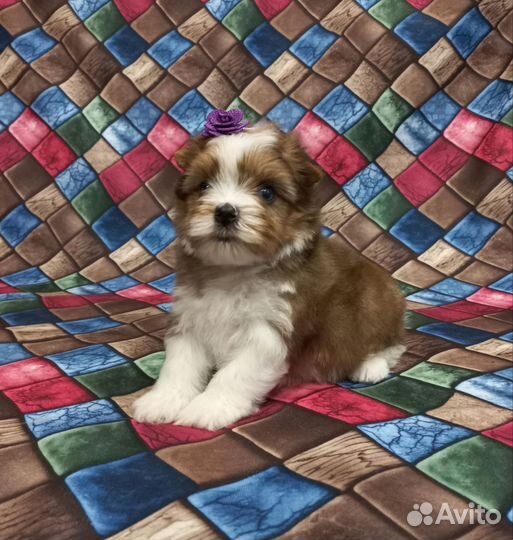 Девочка, мраморный йорк, цветной йорк