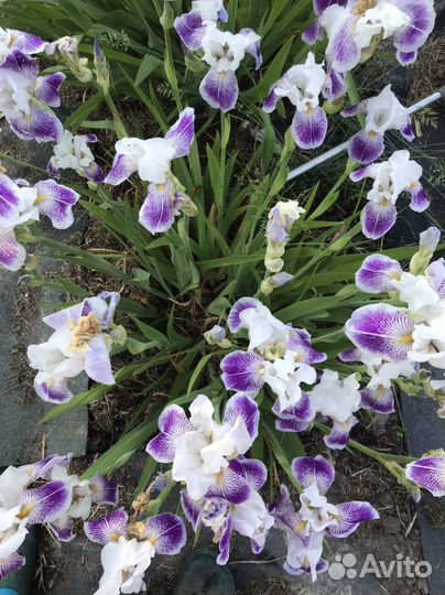 Многолетние садовые цветы и пряные растения для са