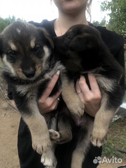 Щенята большой собаки