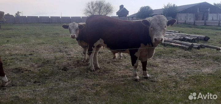 Бык Герефорд Бычки