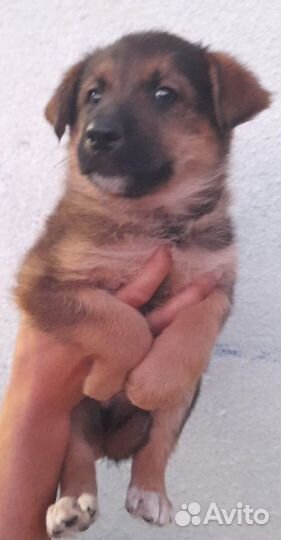 Спасите Прошу