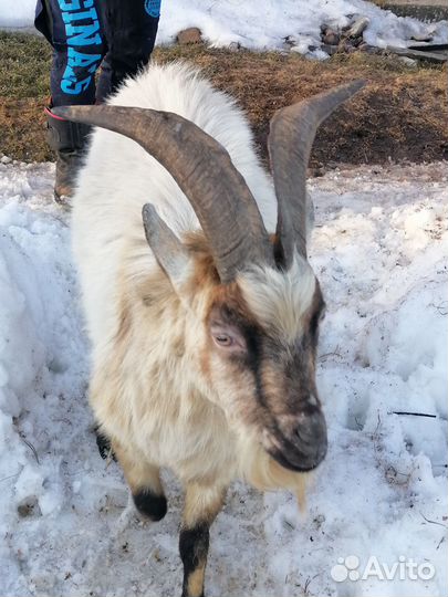 Продаётся 4-х годовалый козел