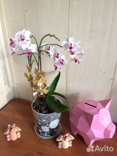 Продам орхидею дендробиум