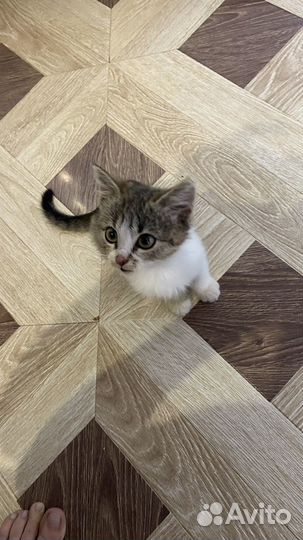 Котик в добрые руки