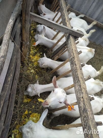 Козы и козлята