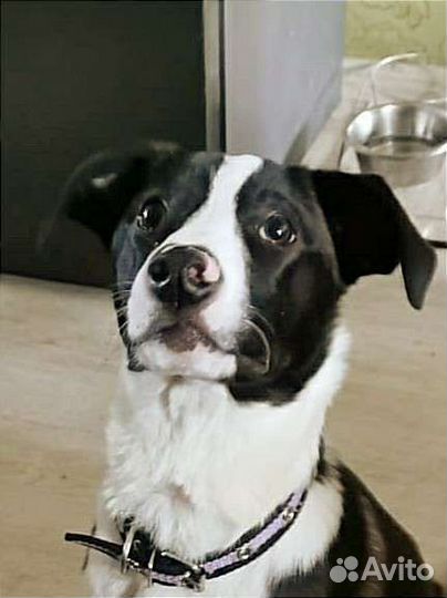 Собака в добрые руки