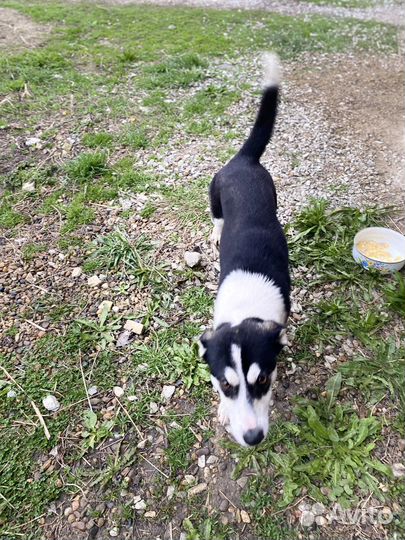 Хаски двортерьер