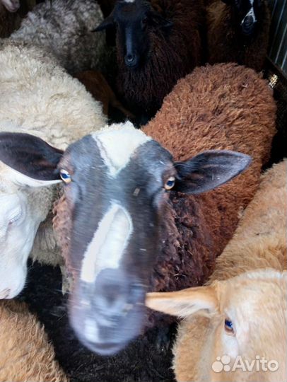 Продаются овцы