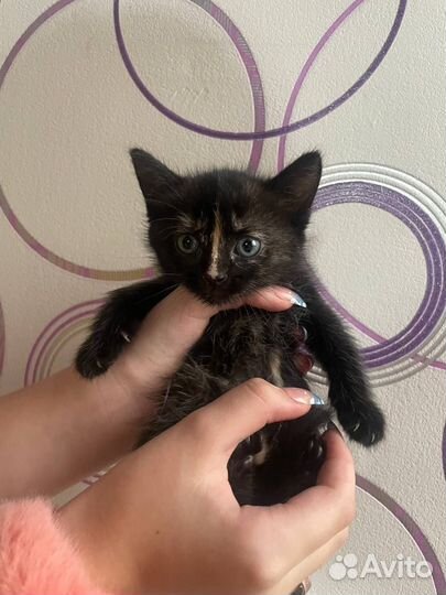 Милые котята в добрые руки