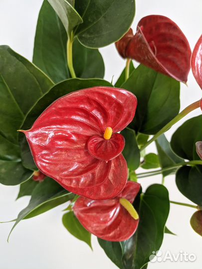 Антуриум Андреанум 12/40