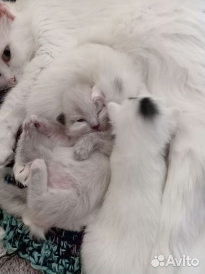 Котята в добрые руки бесплатно