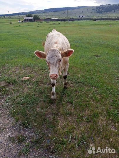 Коровы стельные