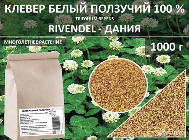 Клевер белый DLF Rivendel (Ривендел) купить в Гагарине | Товары для ...