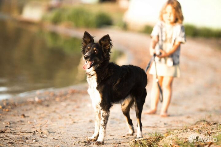 Щенок в добрые руки