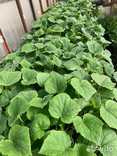 Рассада огурцов, кабачков