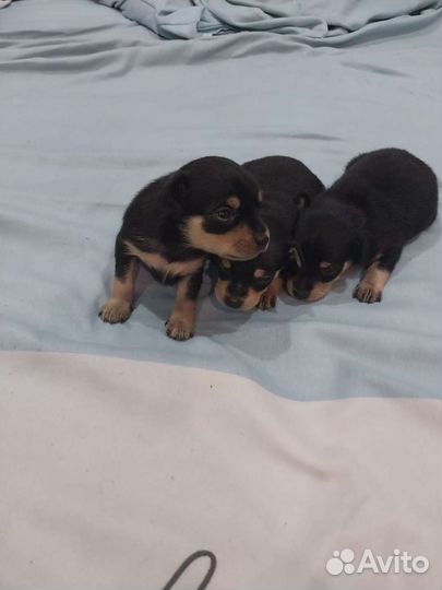 Мини той-терьер щенки