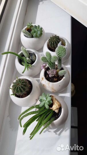 Кактусы и суккуленты