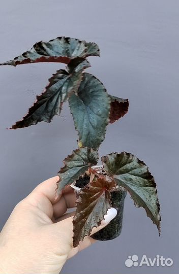 Бегония Arabian Sunset/Аравийский закат