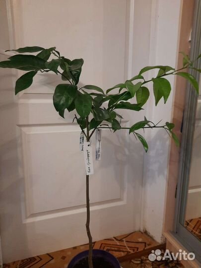 Дерево сад, лимон, мандарин, мурайя, банан