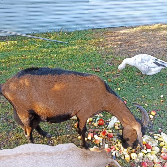 Чешская гладкошерстная, коза дойная