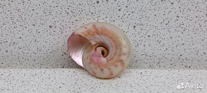 Улитка перламутровая 2,2 морская ракушка
